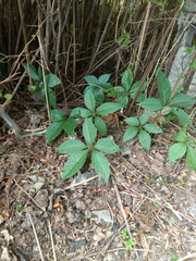 Parthenocissus inserta