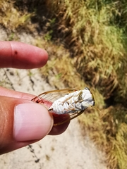 Diceroprocta delicata