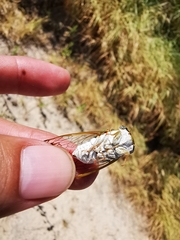 Diceroprocta delicata