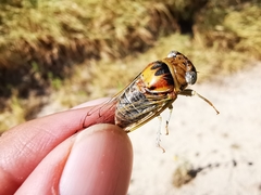 Diceroprocta delicata