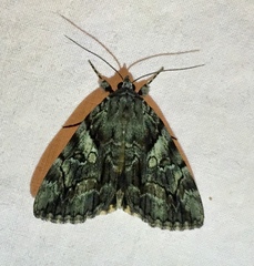 Catocala blandula