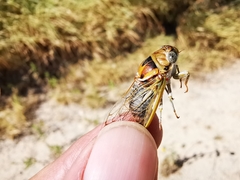 Diceroprocta delicata