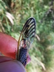 Diceroprocta delicata