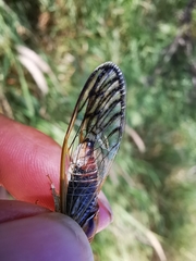 Diceroprocta delicata