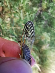 Diceroprocta delicata