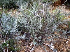 Indigofera obcordata