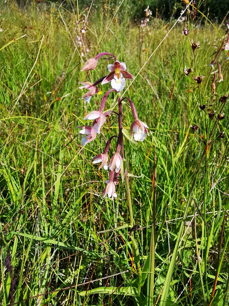Epipactis palustris