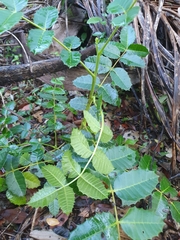 Comocladia