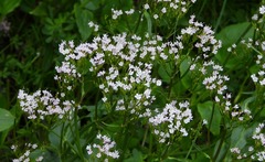 Valeriana alpestris