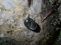 Fluminicola virens