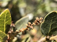 Quercus vacciniifolia