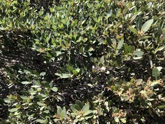 Quercus vacciniifolia