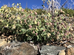 Silene campanulata