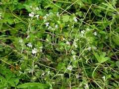 Euphrasia stricta