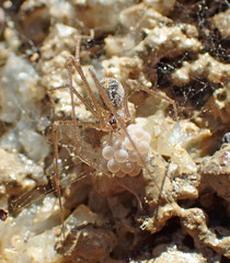 Psilochorus apicalis