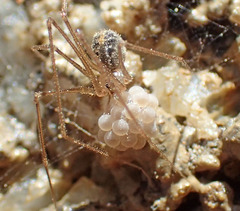 Psilochorus apicalis