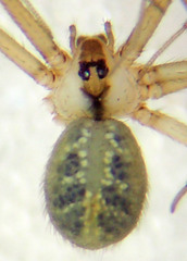 Psilochorus apicalis