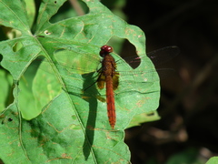 Erythrodiplax famula