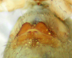 Psilochorus apicalis