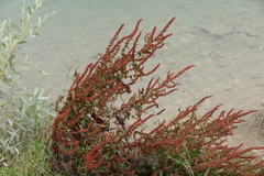 Rumex maritimus