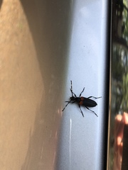 Stictoleptura canadensis