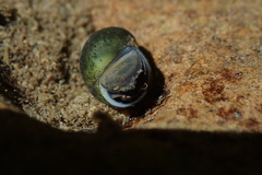 Fluminicola virens