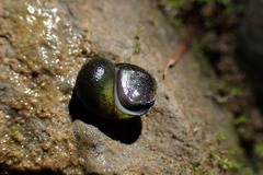 Fluminicola virens