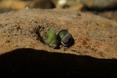 Fluminicola virens