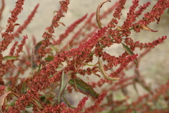 Rumex maritimus