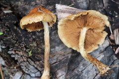 Pholiota elegans