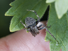 Neoscona spasskyi