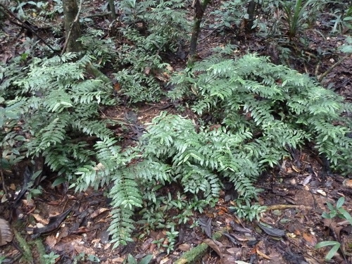 Pauridiantha liberiensis