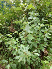 Populus