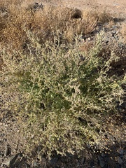 Atriplex elegans