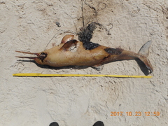 Pontoporia blainvillei