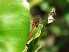 Erythrodiplax famula