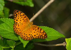 Phalanta phalantha phalantha