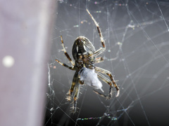 Neoscona spasskyi