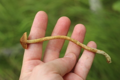Cortinarius tubarius