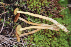 Cortinarius tubarius