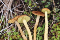 Cortinarius tubarius
