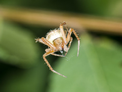 Neoscona spasskyi