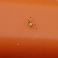 Enoplognatha ovata