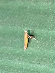 Caloptilia azaleella