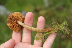 Cortinarius tubarius