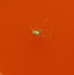 Enoplognatha ovata
