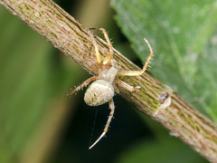 Neoscona spasskyi