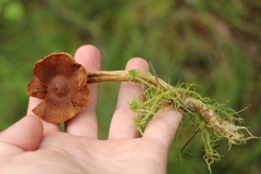Cortinarius tubarius