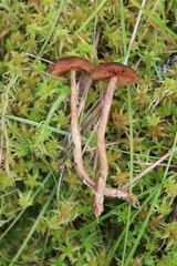 Cortinarius tubarius
