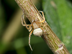 Neoscona spasskyi